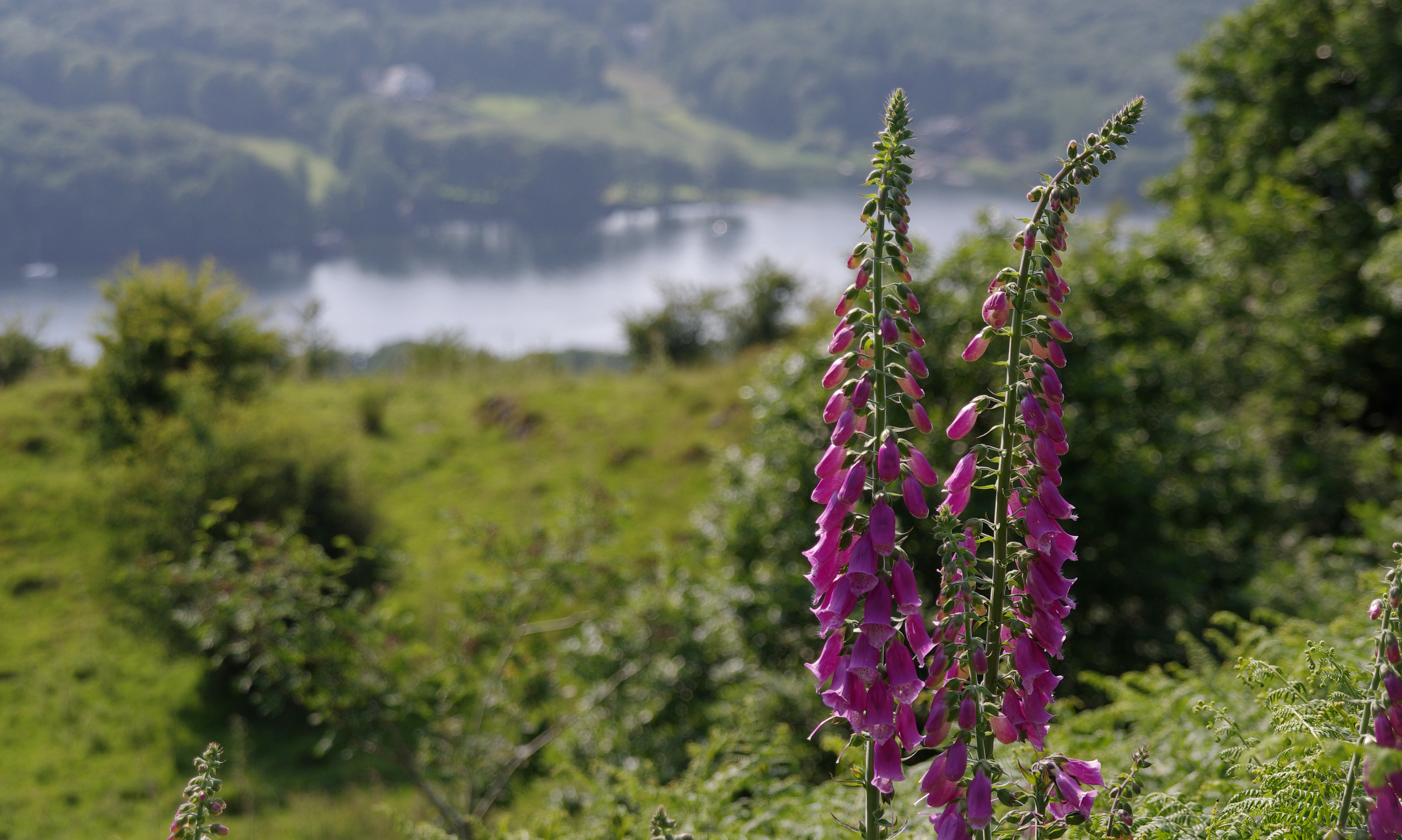 Windermere seen from Gummer's How fell, with the lake stretching north through the valley